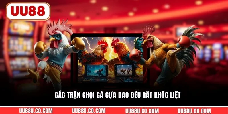 Các trận chọi gà cựa dao đều rất khốc liệt